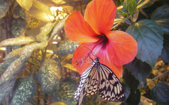 парк бабочек пермь
